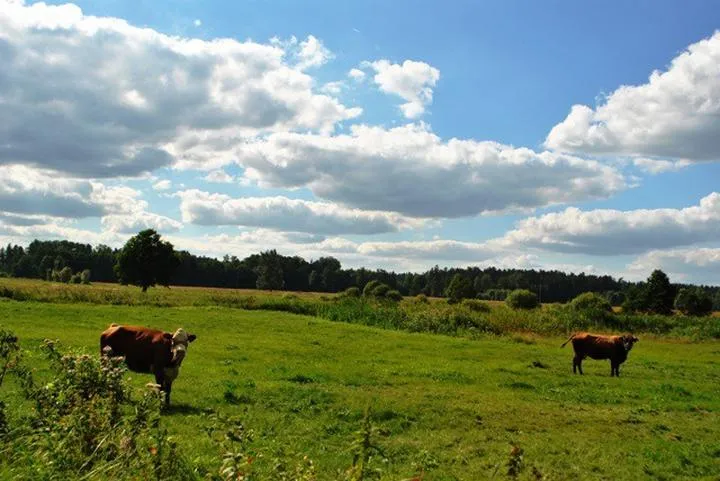 Głosuj na prezydenta: kogo wybiorą nasze zwierzęta?